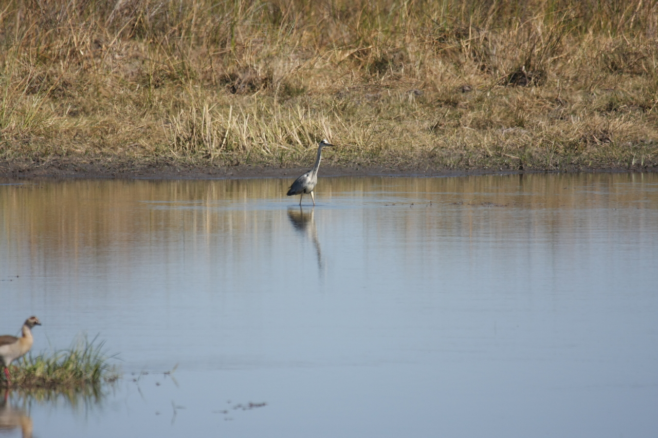 [19755] 2016_06_28_05_33_17_Africa_Canon_EOS_40D_IMG__00709.jpg