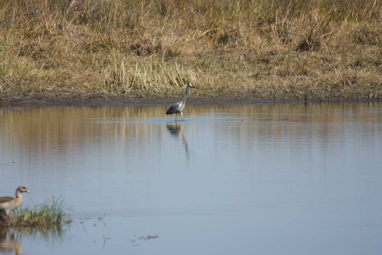 [19757] 2016_06_28_05_33_17_Africa_Canon_EOS_40D_IMG__03095.jpg
