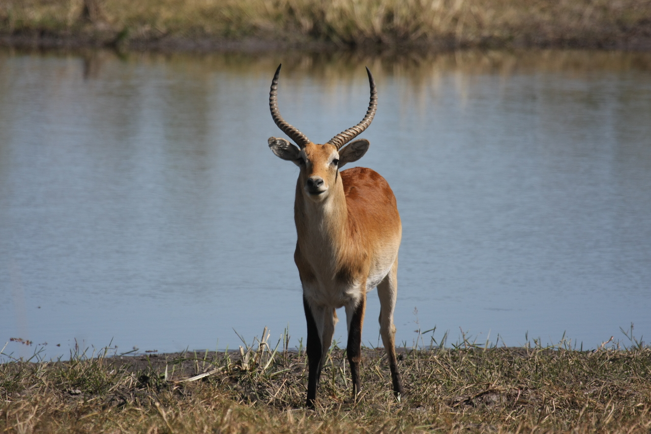 [19765] 2016_06_28_05_33_33_Africa_Canon_EOS_40D_IMG__00714.jpg
