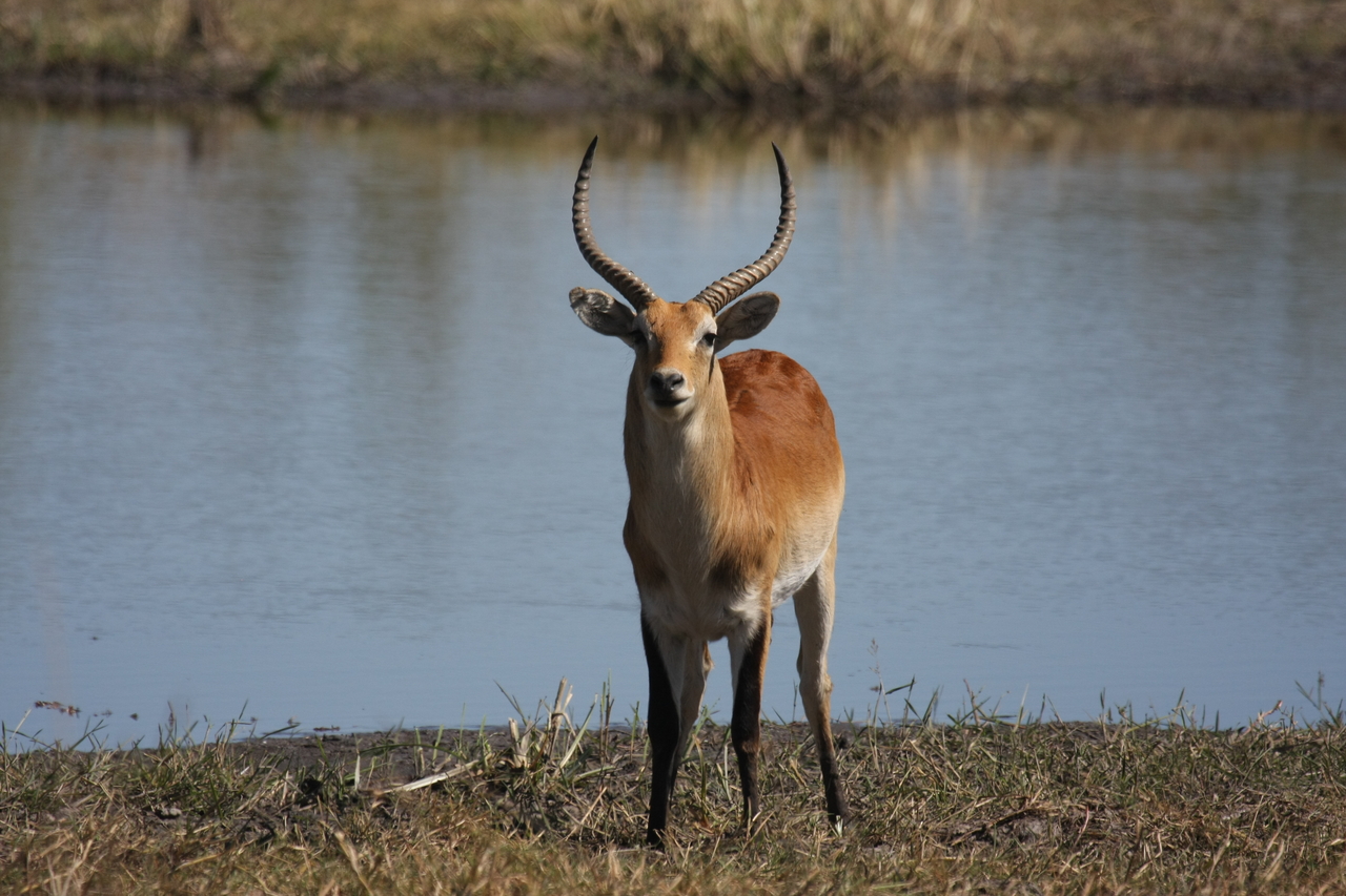 [19766] 2016_06_28_05_33_33_Africa_Canon_EOS_40D_IMG__03098.jpg