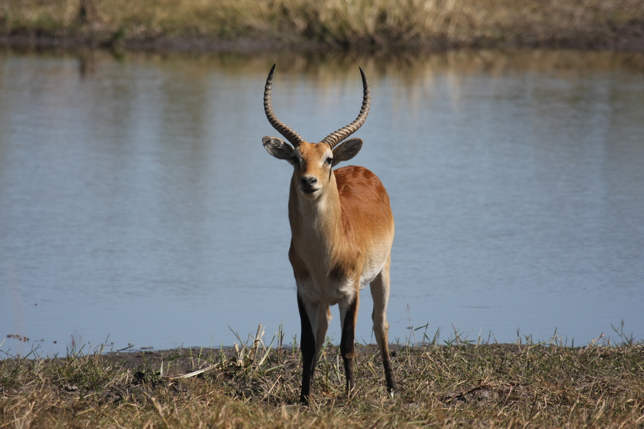 [19767] 2016_06_28_05_33_33_Africa_Canon_EOS_40D_IMG__03099.jpg