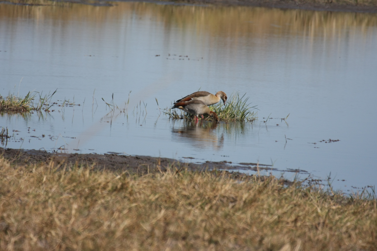 [19777] 2016_06_28_05_33_59_Africa_Canon_EOS_40D_IMG__00718.jpg