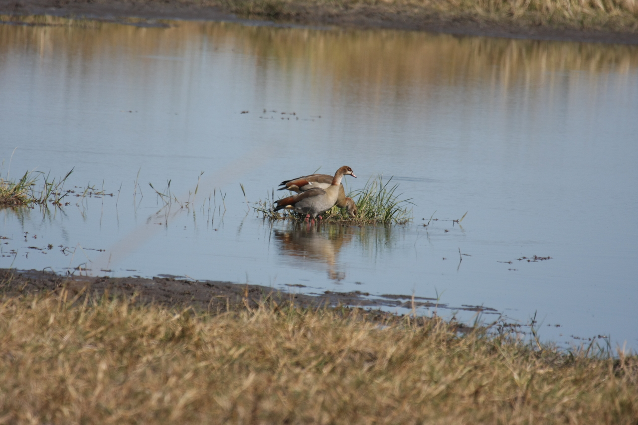 [19790] 2016_06_28_05_34_03_Africa_Canon_EOS_40D_IMG__10553.jpg