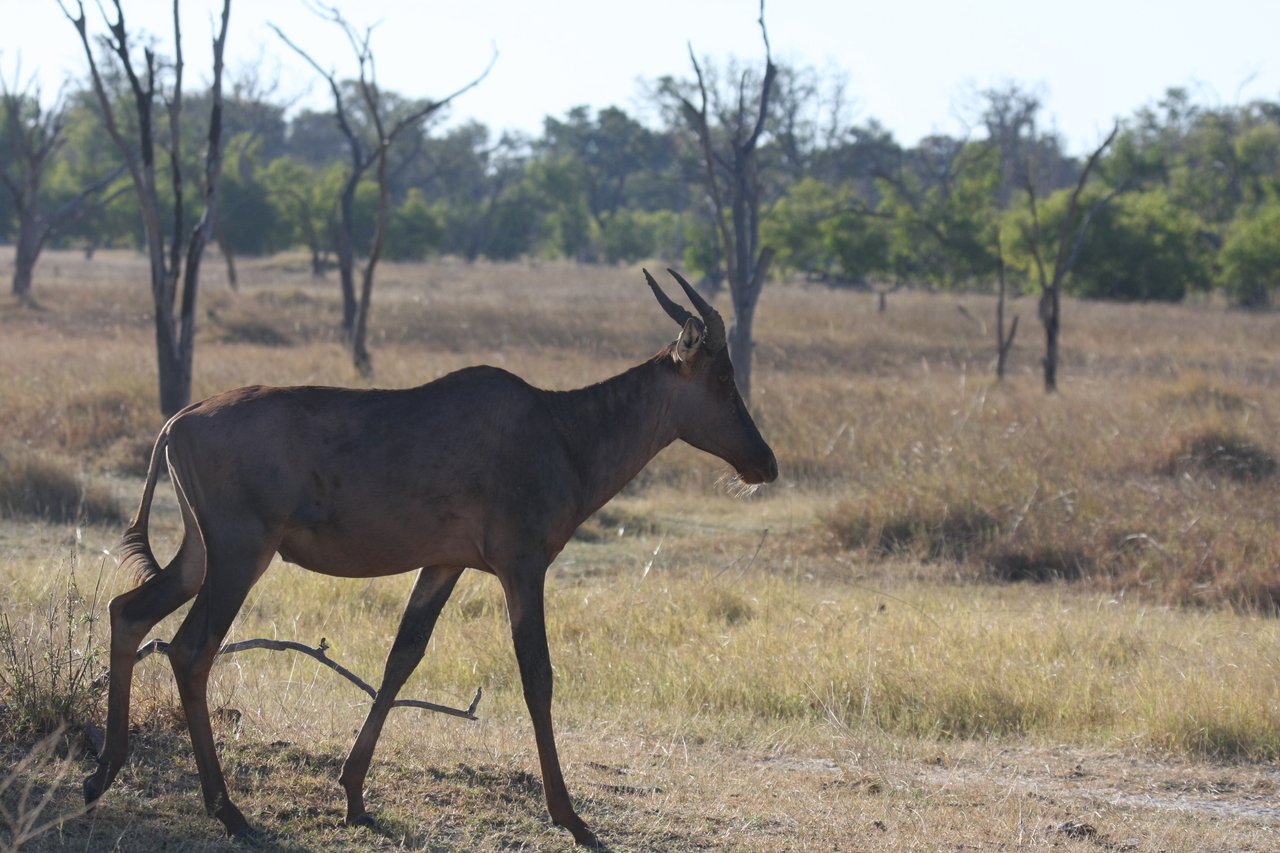 [19980] 2016_06_28_10_22_30_Africa_Canon_EOS_40D_IMG__00726.jpg