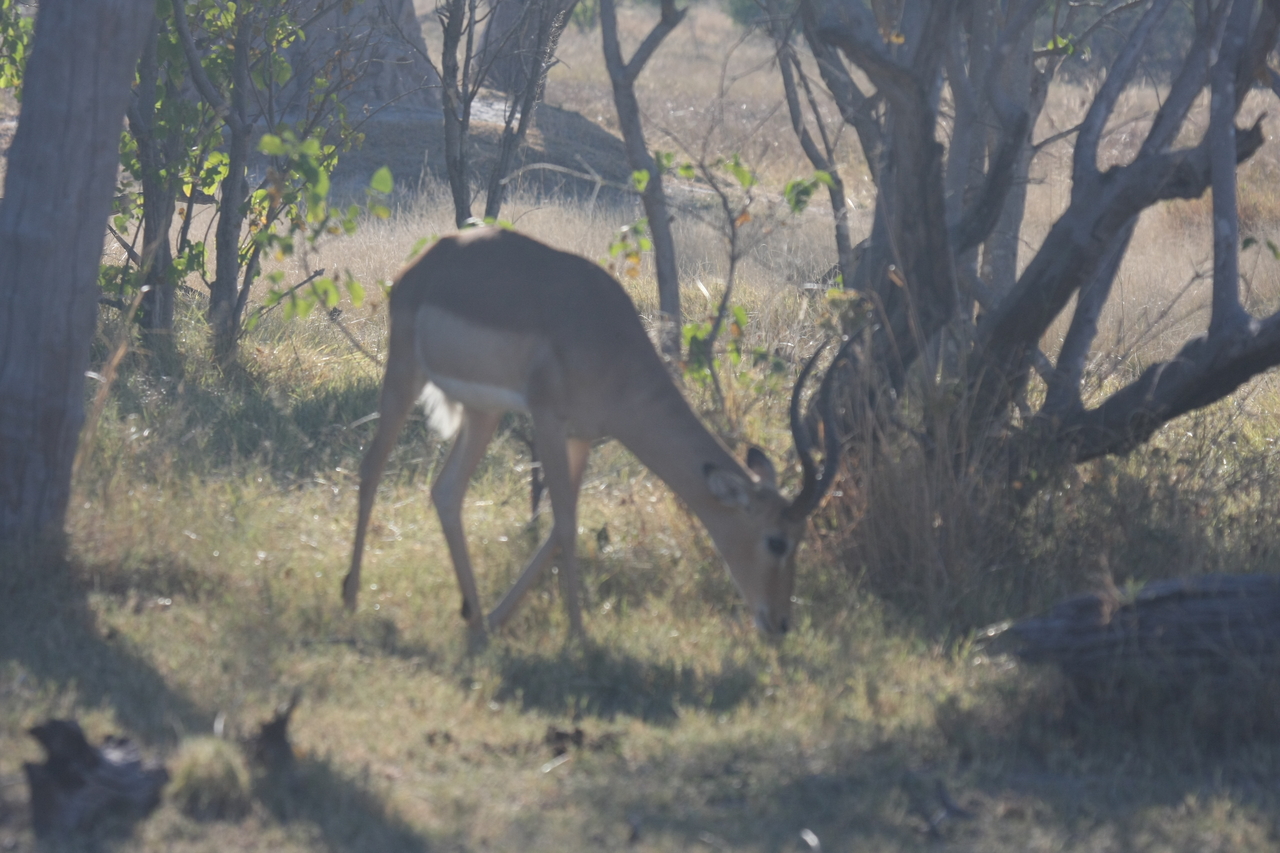 [19990] 2016_06_28_10_22_39_Africa_Canon_EOS_40D_IMG__10562.jpg