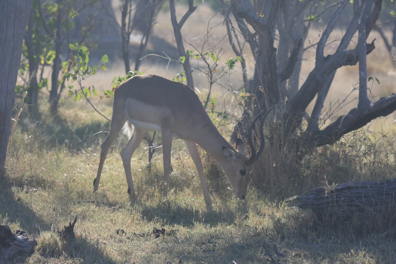 [19991] 2016_06_28_10_22_39_Africa_Canon_EOS_40D_IMG__10563.jpg