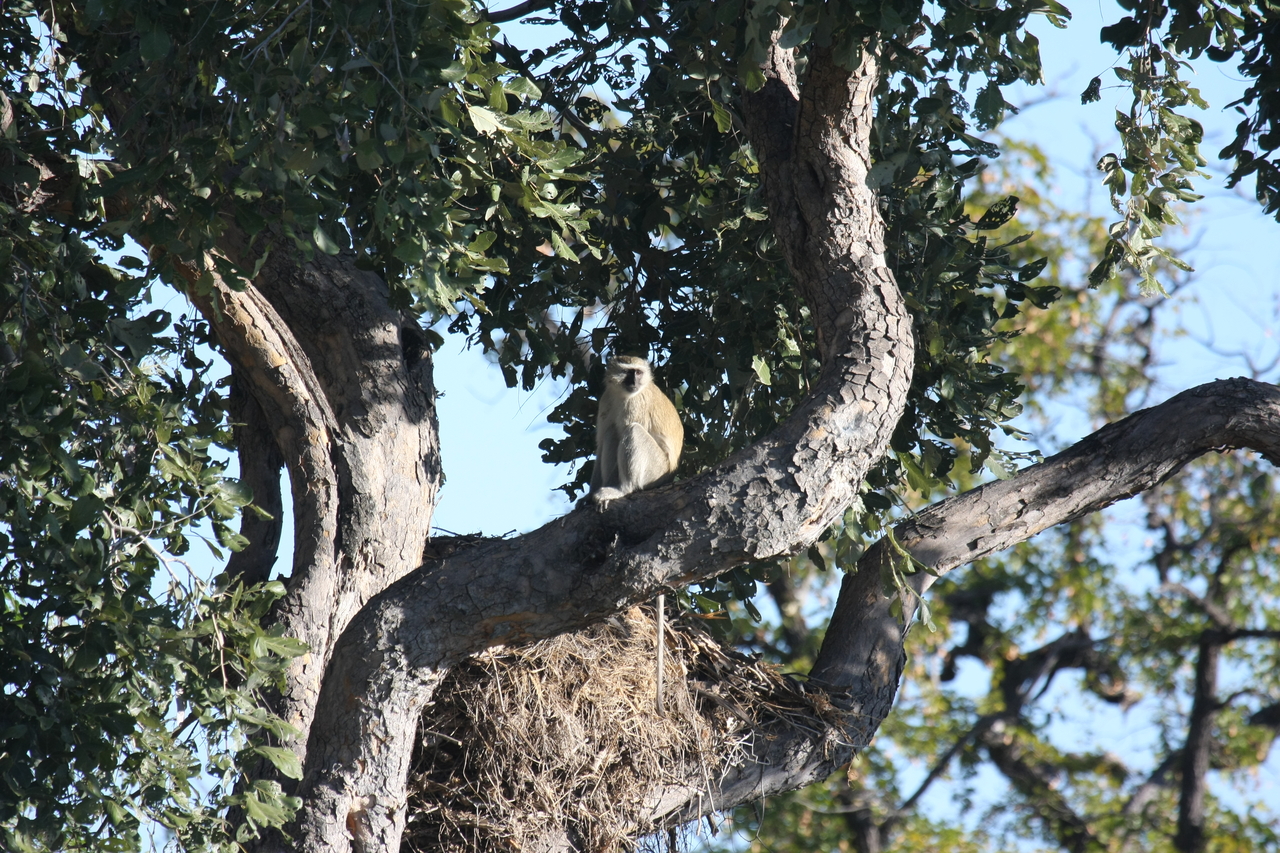 [20008] 2016_06_28_10_28_23_Africa_Canon_EOS_40D_IMG__03123.jpg