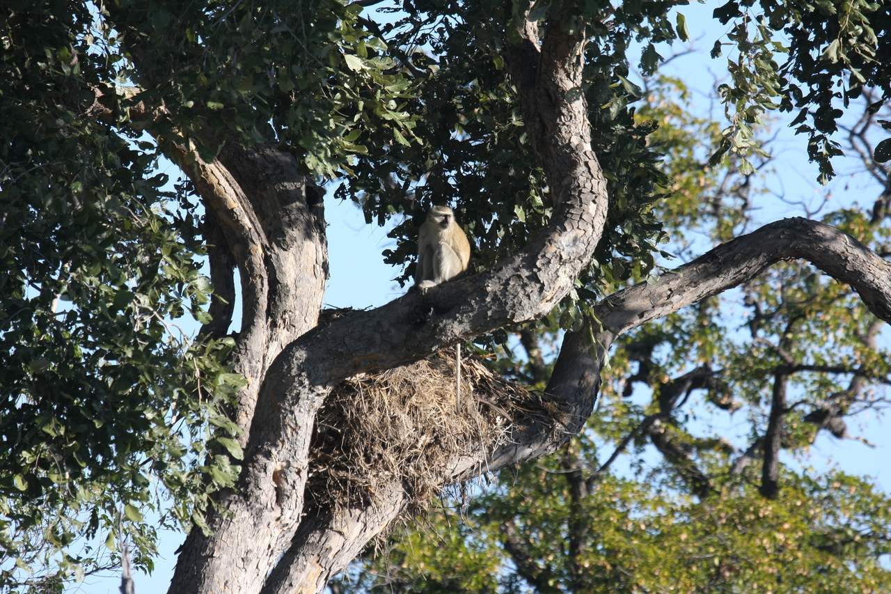 [20019] 2016_06_28_10_28_36_Africa_Canon_EOS_40D_IMG__03127.jpg