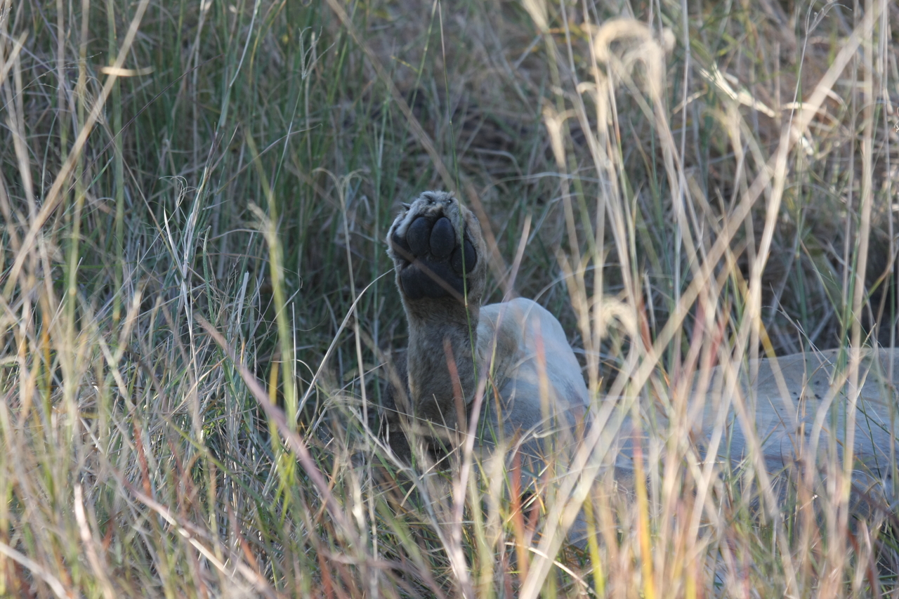 [20048] 2016_06_28_10_49_23_Africa_Canon_EOS_40D_IMG__03131.jpg