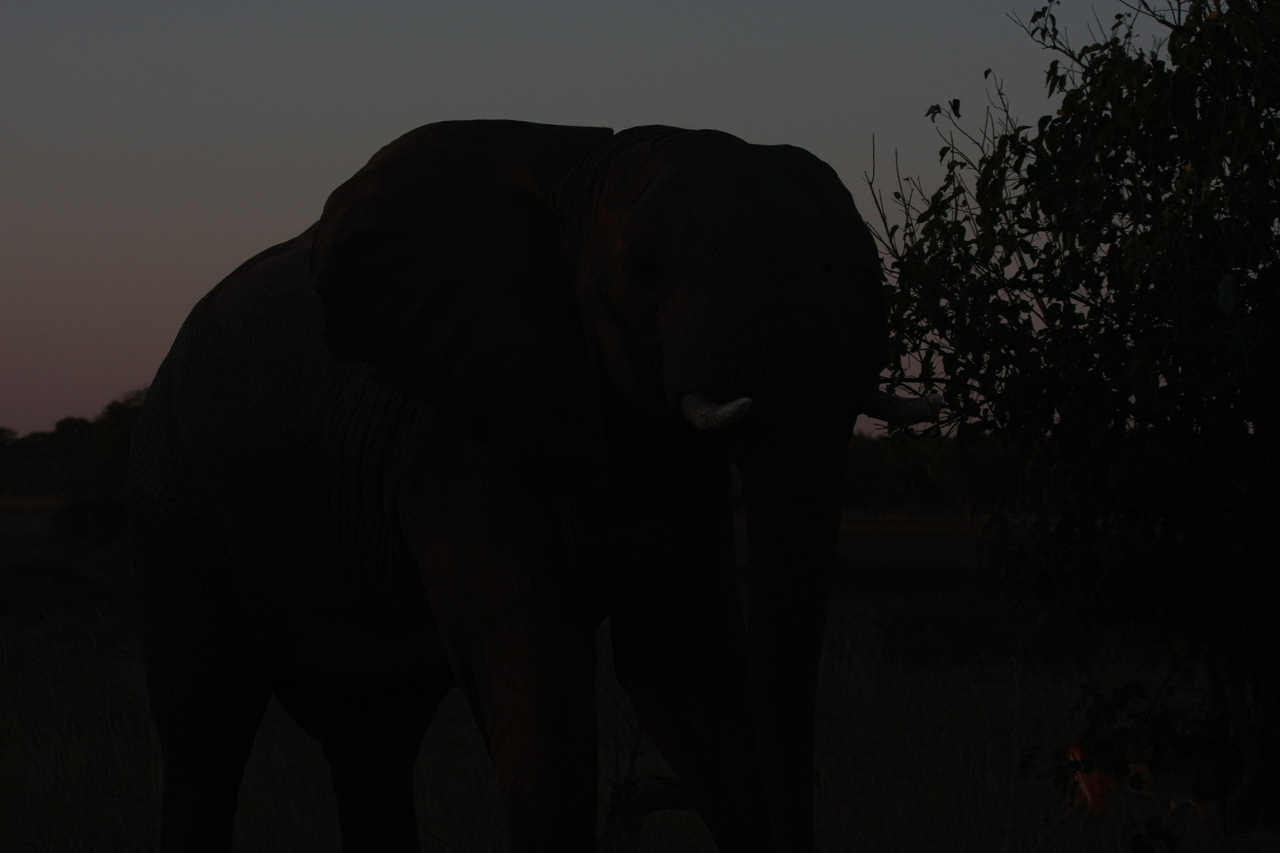 [20098] 2016_06_28_11_51_28_Africa_Canon_EOS_40D_IMG__00749.jpg