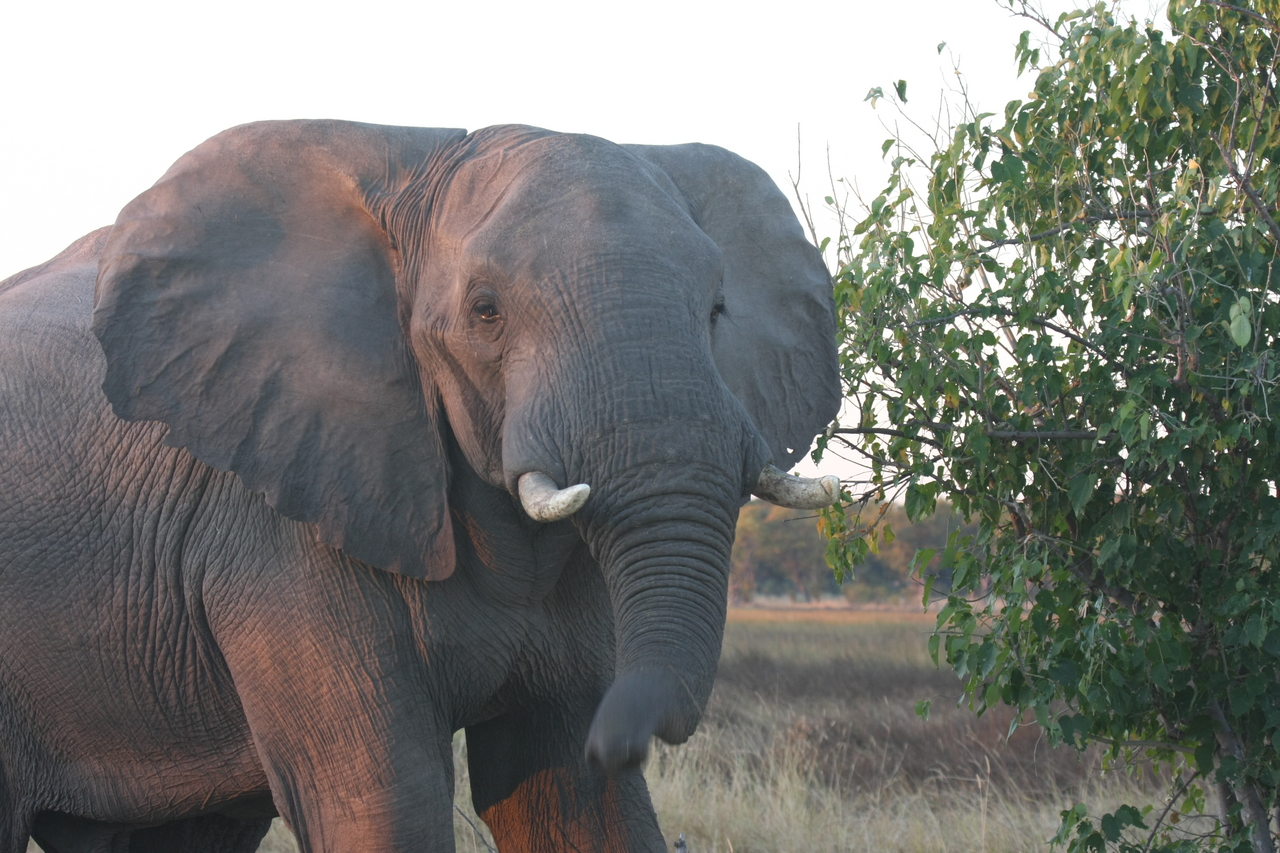 [20106] 2016_06_28_11_51_35_Africa_Canon_EOS_40D_IMG__03138.jpg