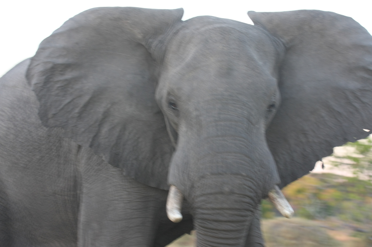 [20116] 2016_06_28_11_52_29_Africa_Canon_EOS_40D_IMG__03139.jpg