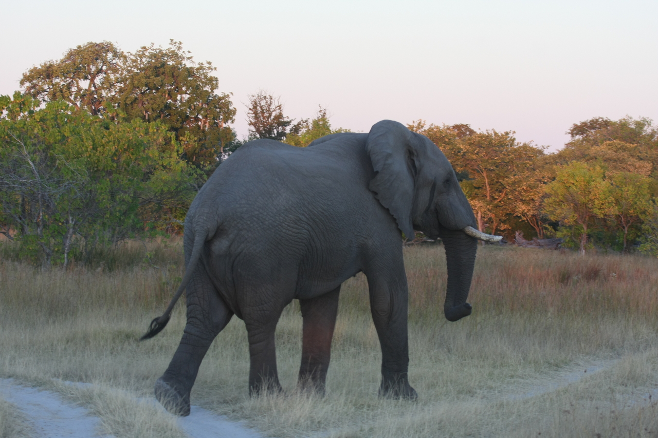 [20134] 2016_06_28_11_52_52_Africa_Canon_EOS_40D_IMG__03146.jpg