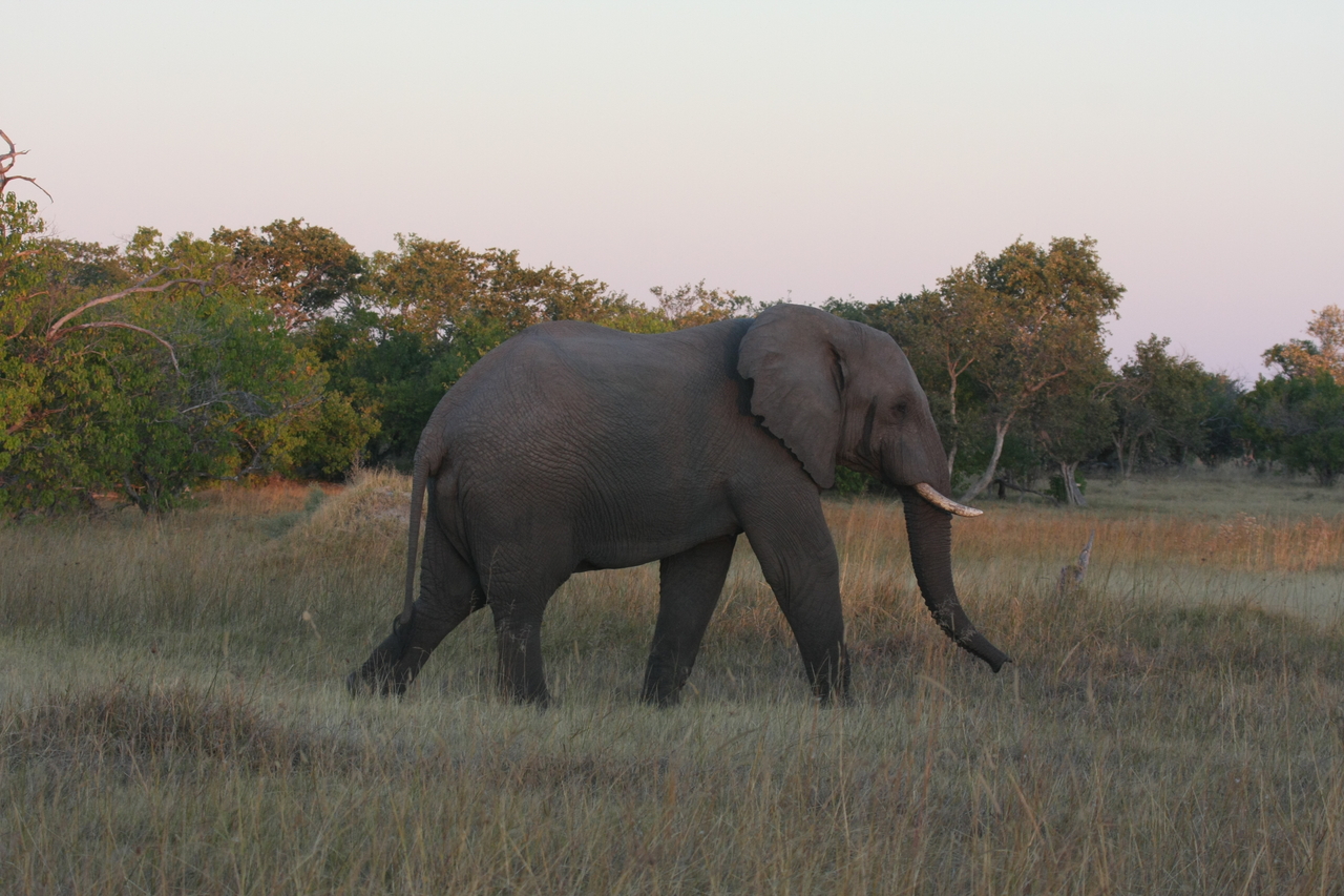 [20156] 2016_06_28_11_53_08_Africa_Canon_EOS_40D_IMG__10600.jpg