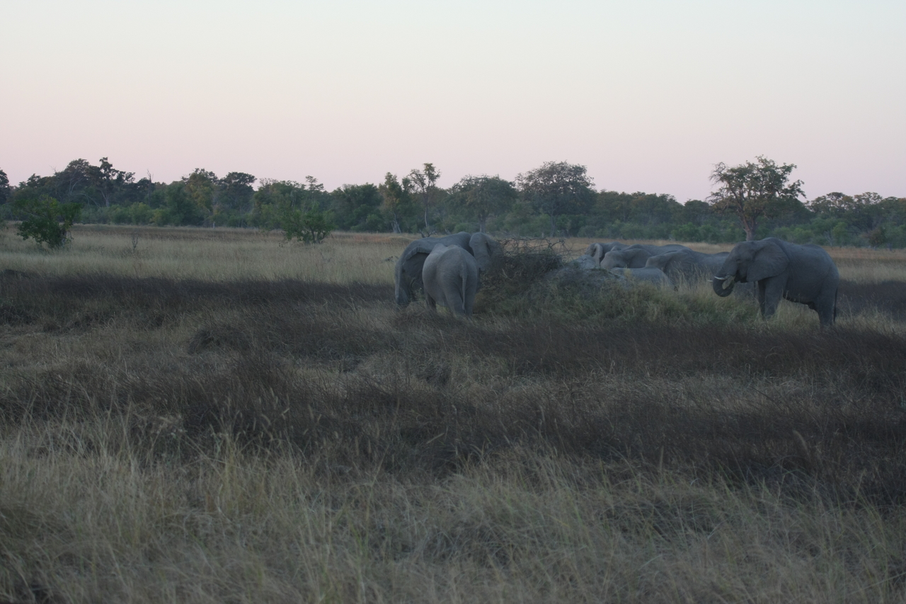 [20181] 2016_06_28_11_54_19_Africa_Canon_EOS_40D_IMG__00776.jpg