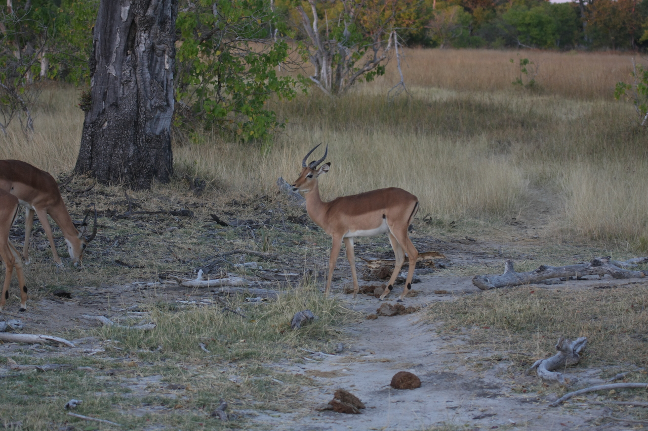 [20188] 2016_06_28_11_54_29_Africa_Canon_EOS_40D_IMG__00781.jpg