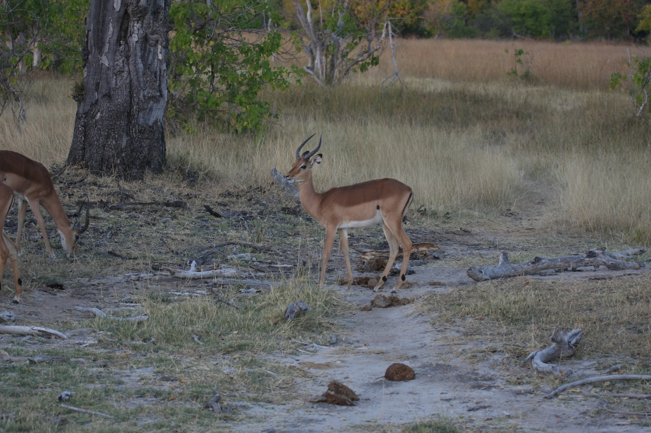 [20191] 2016_06_28_11_54_29_Africa_Canon_EOS_40D_IMG__10612.jpg