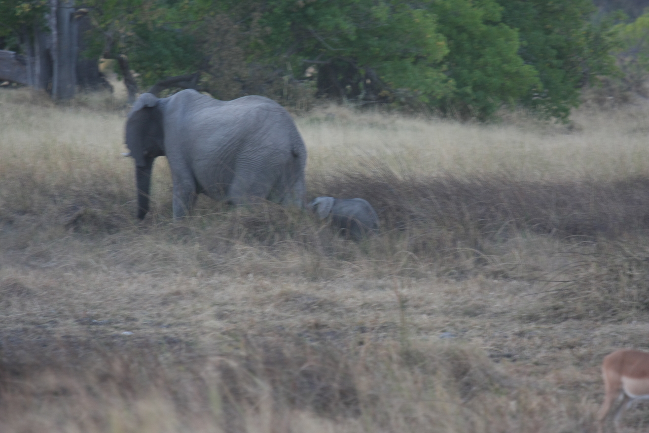 [20209] 2016_06_28_11_55_18_Africa_Canon_EOS_40D_IMG__00784.jpg