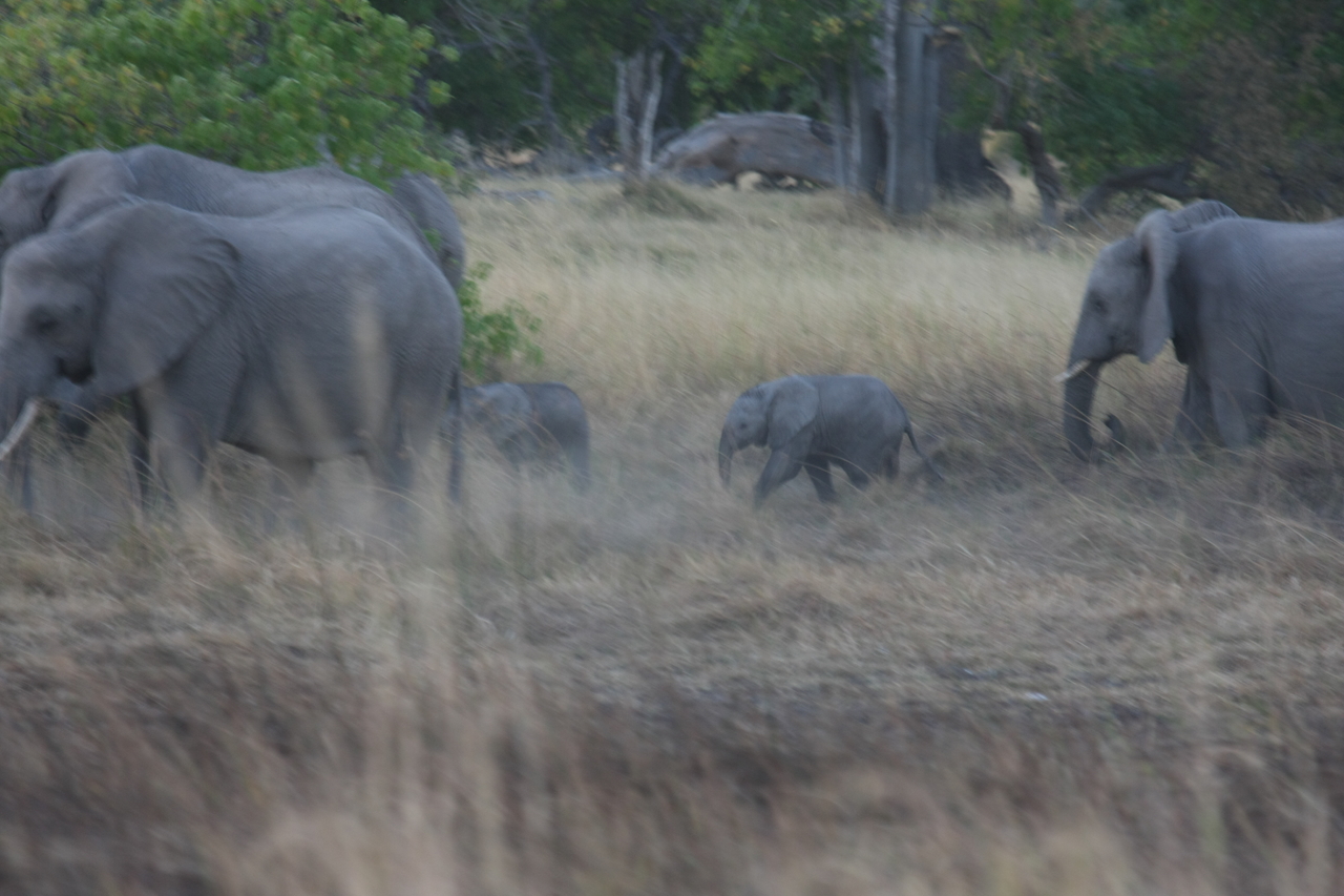 [20226] 2016_06_28_11_55_51_Africa_Canon_EOS_40D_IMG__00789.jpg