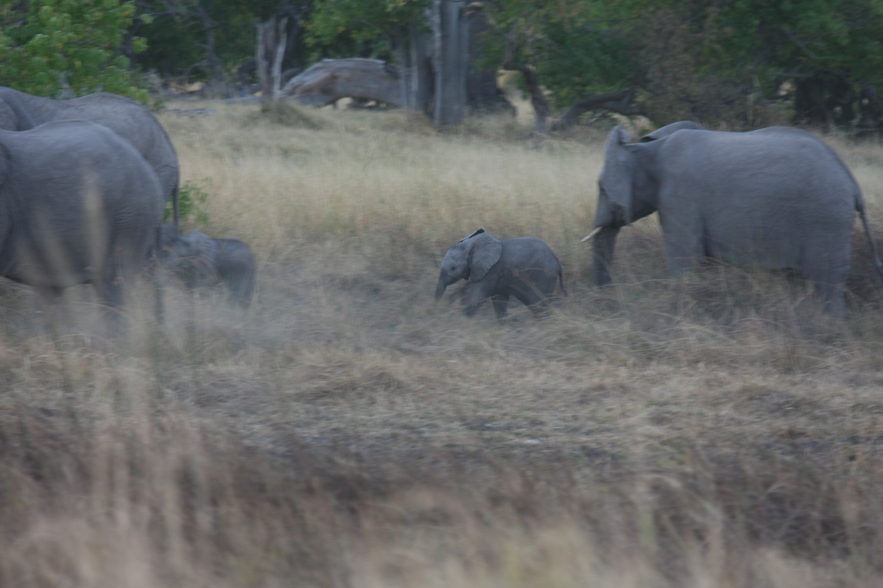 [20230] 2016_06_28_11_55_51_Africa_Canon_EOS_40D_IMG__10621.jpg