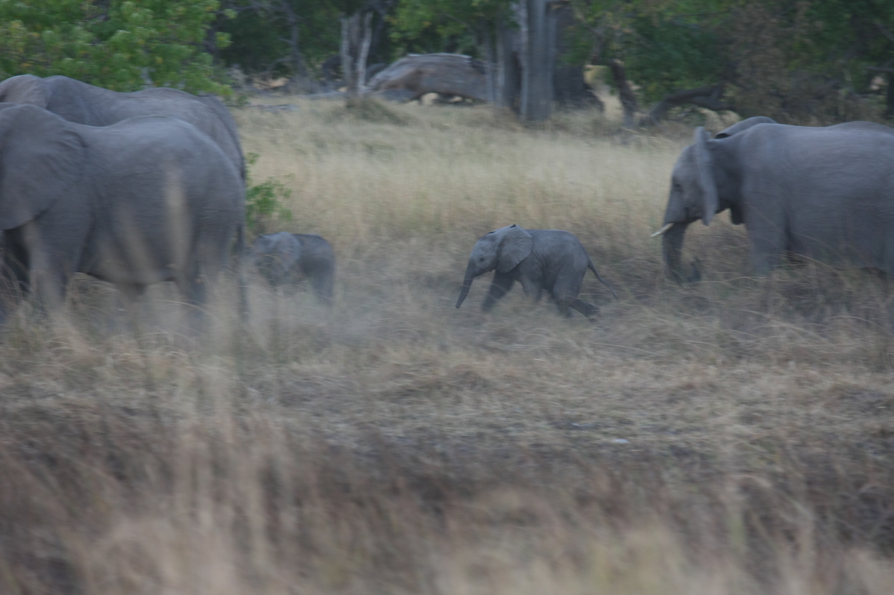 [20231] 2016_06_28_11_55_51_Africa_Canon_EOS_40D_IMG__10622.jpg