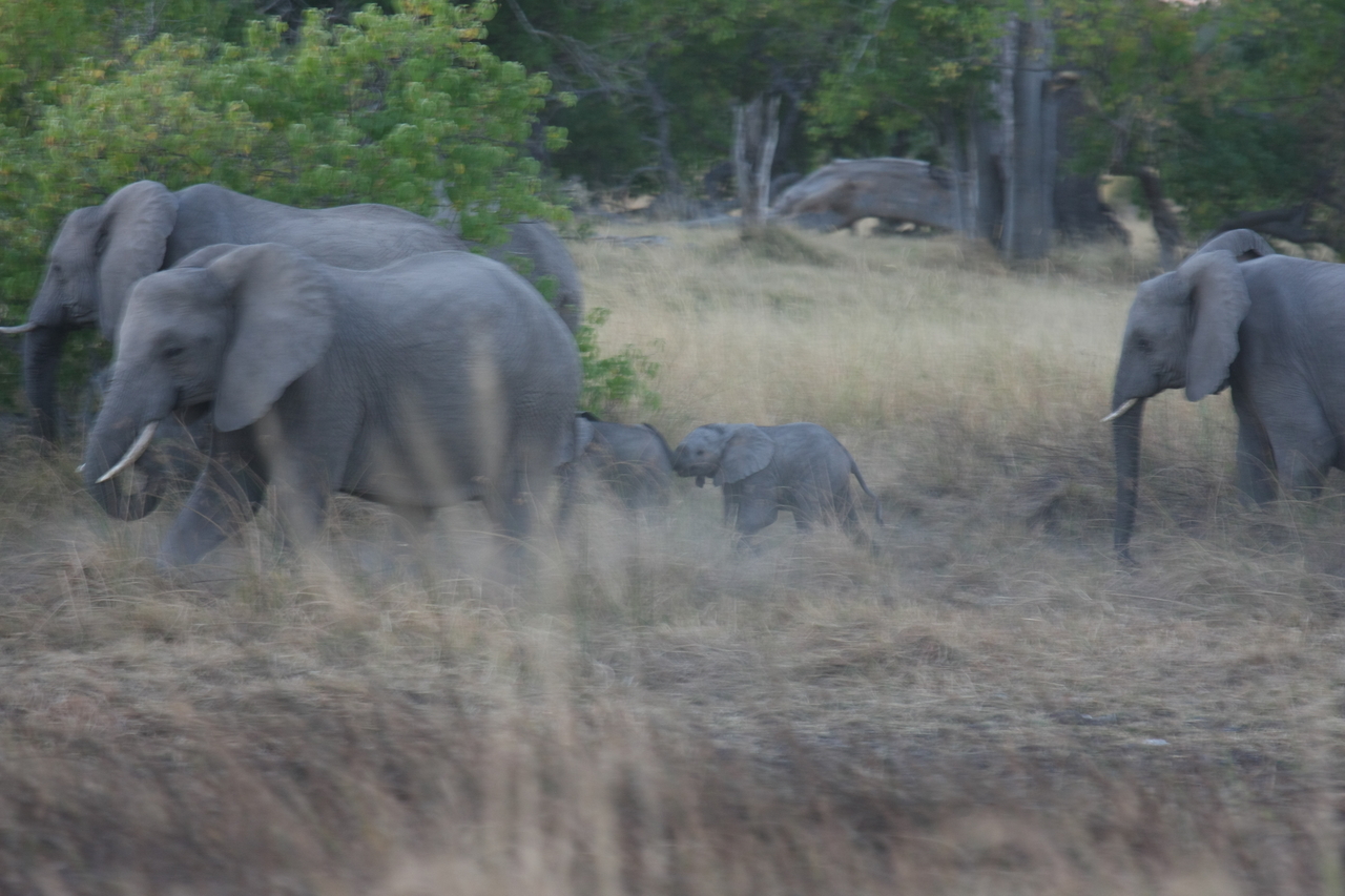 [20236] 2016_06_28_11_55_52_Africa_Canon_EOS_40D_IMG__03179.jpg
