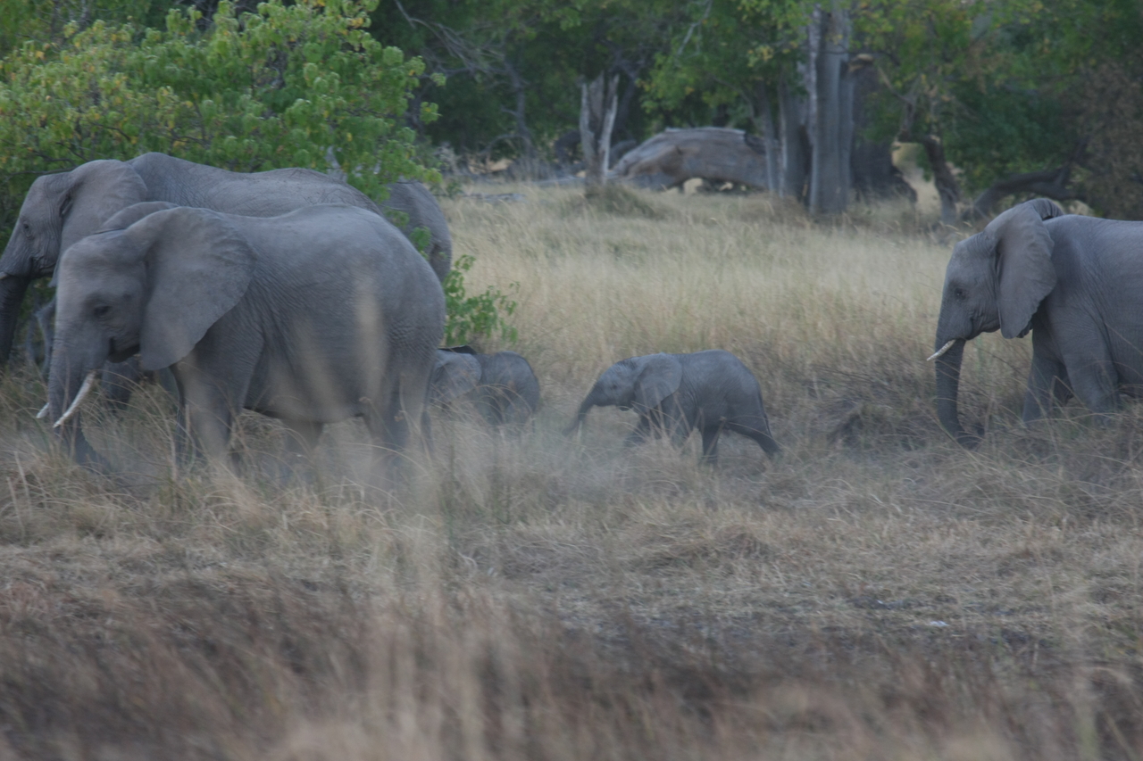 [20237] 2016_06_28_11_55_52_Africa_Canon_EOS_40D_IMG__10624.jpg
