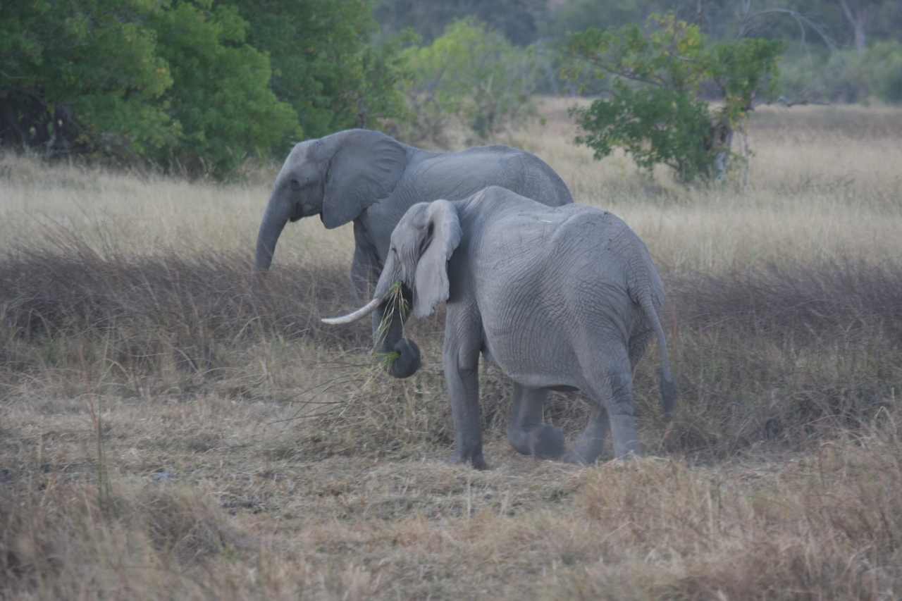 [20255] 2016_06_28_11_56_33_Africa_Canon_EOS_40D_IMG__03185.jpg