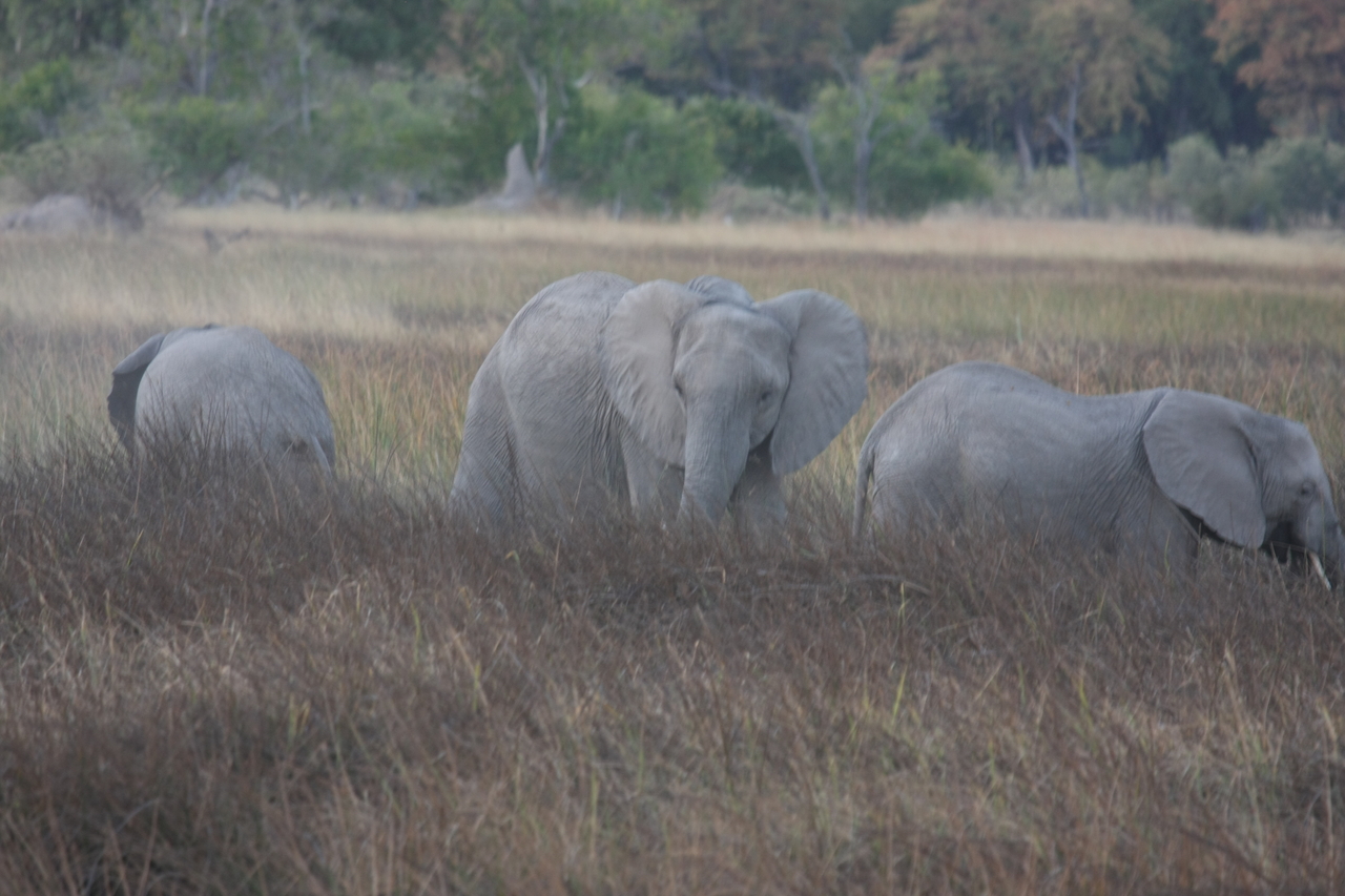 [20257] 2016_06_28_11_56_40_Africa_Canon_EOS_40D_IMG__00799.jpg