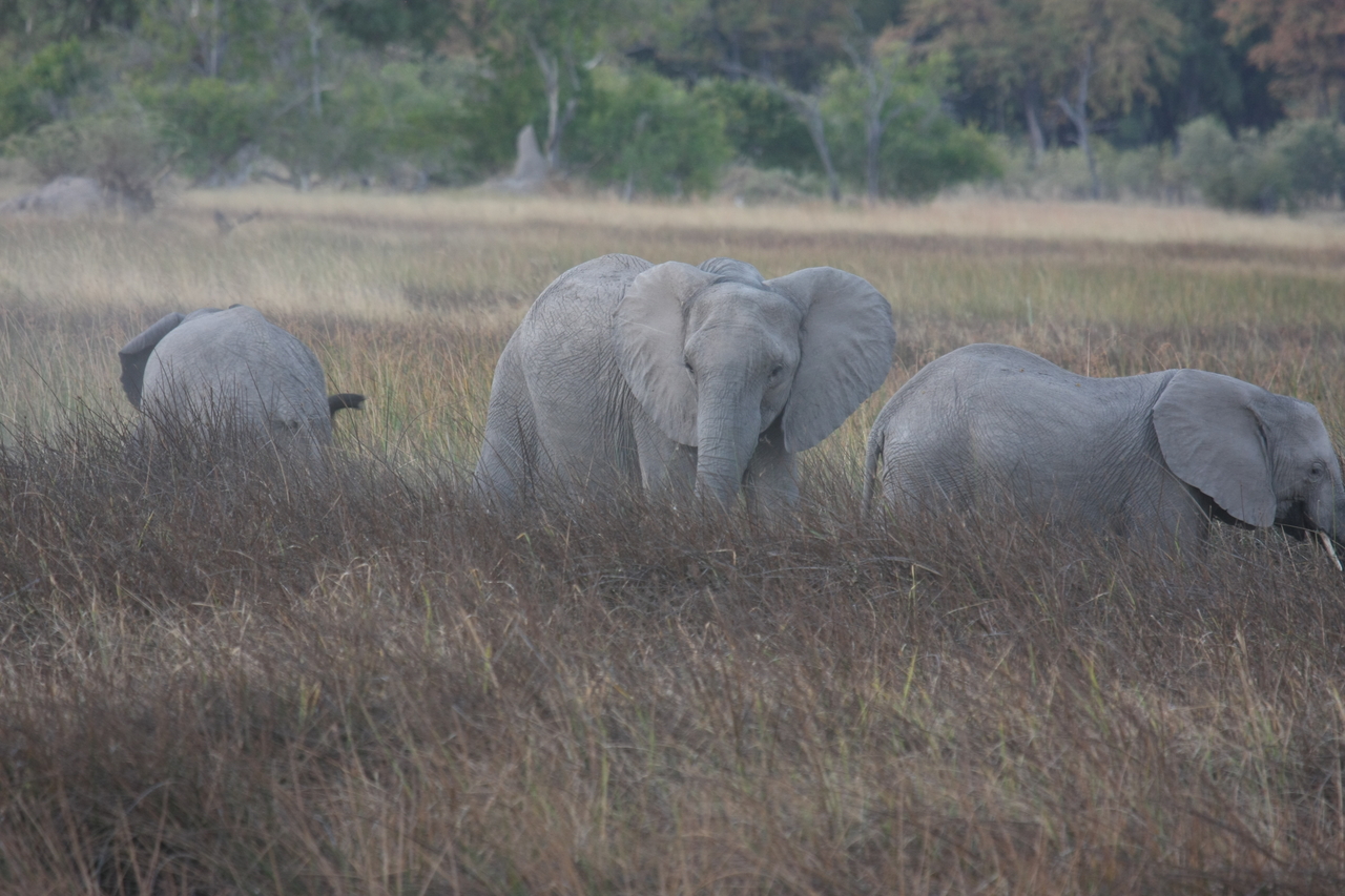 [20258] 2016_06_28_11_56_40_Africa_Canon_EOS_40D_IMG__00800.jpg