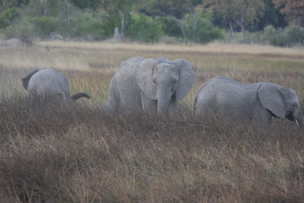 [20265] 2016_06_28_11_56_40_Africa_Canon_EOS_40D_IMG__10635.jpg