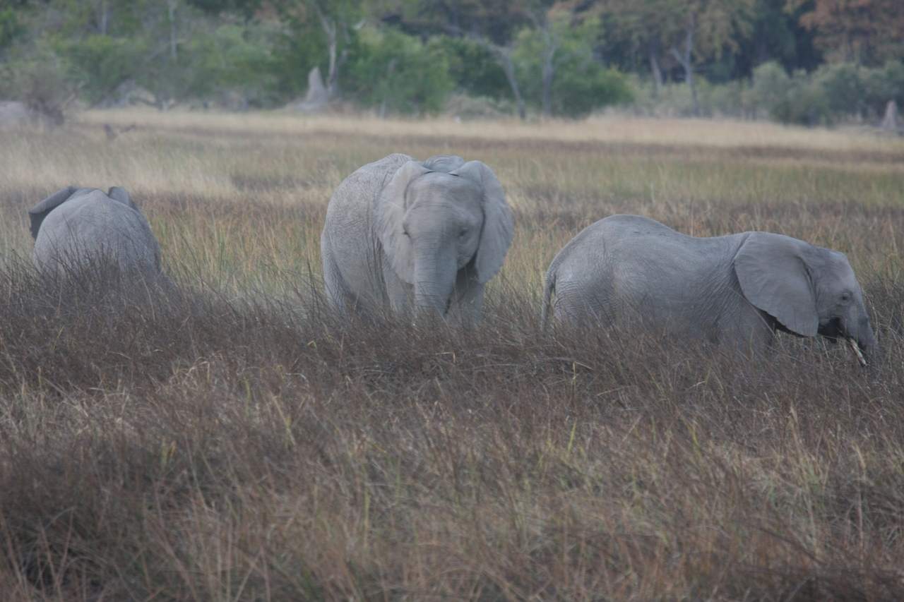[20267] 2016_06_28_11_56_42_Africa_Canon_EOS_40D_IMG__03190.jpg