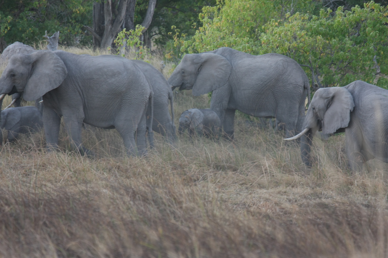[20270] 2016_06_28_11_57_04_Africa_Canon_EOS_40D_IMG__00805.jpg