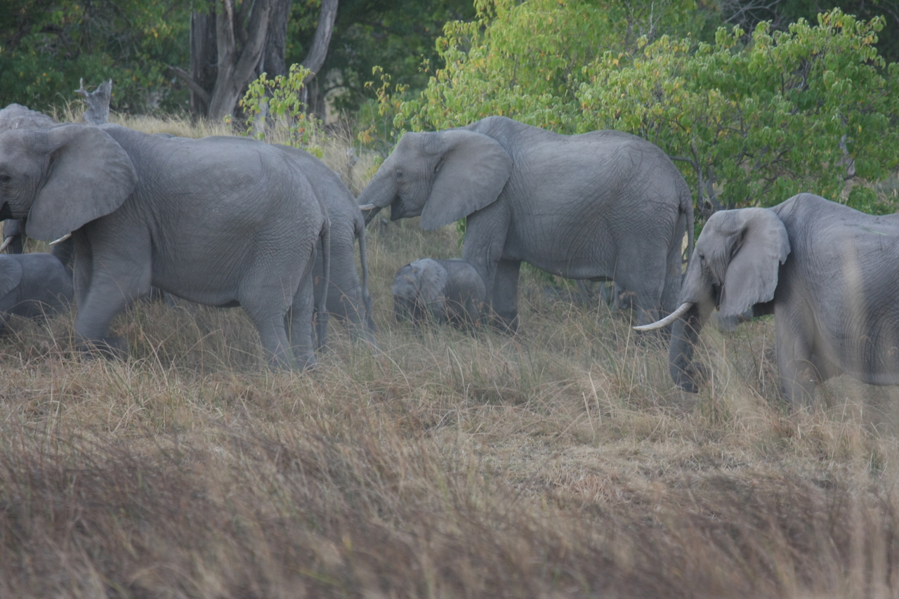 [20277] 2016_06_28_11_57_04_Africa_Canon_EOS_40D_IMG__10640.jpg