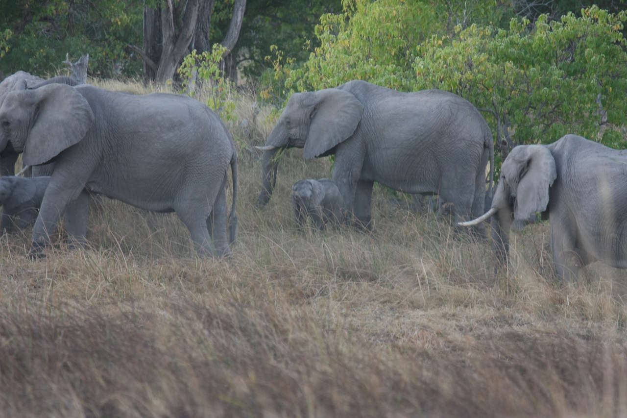 [20279] 2016_06_28_11_57_08_Africa_Canon_EOS_40D_IMG__00808.jpg
