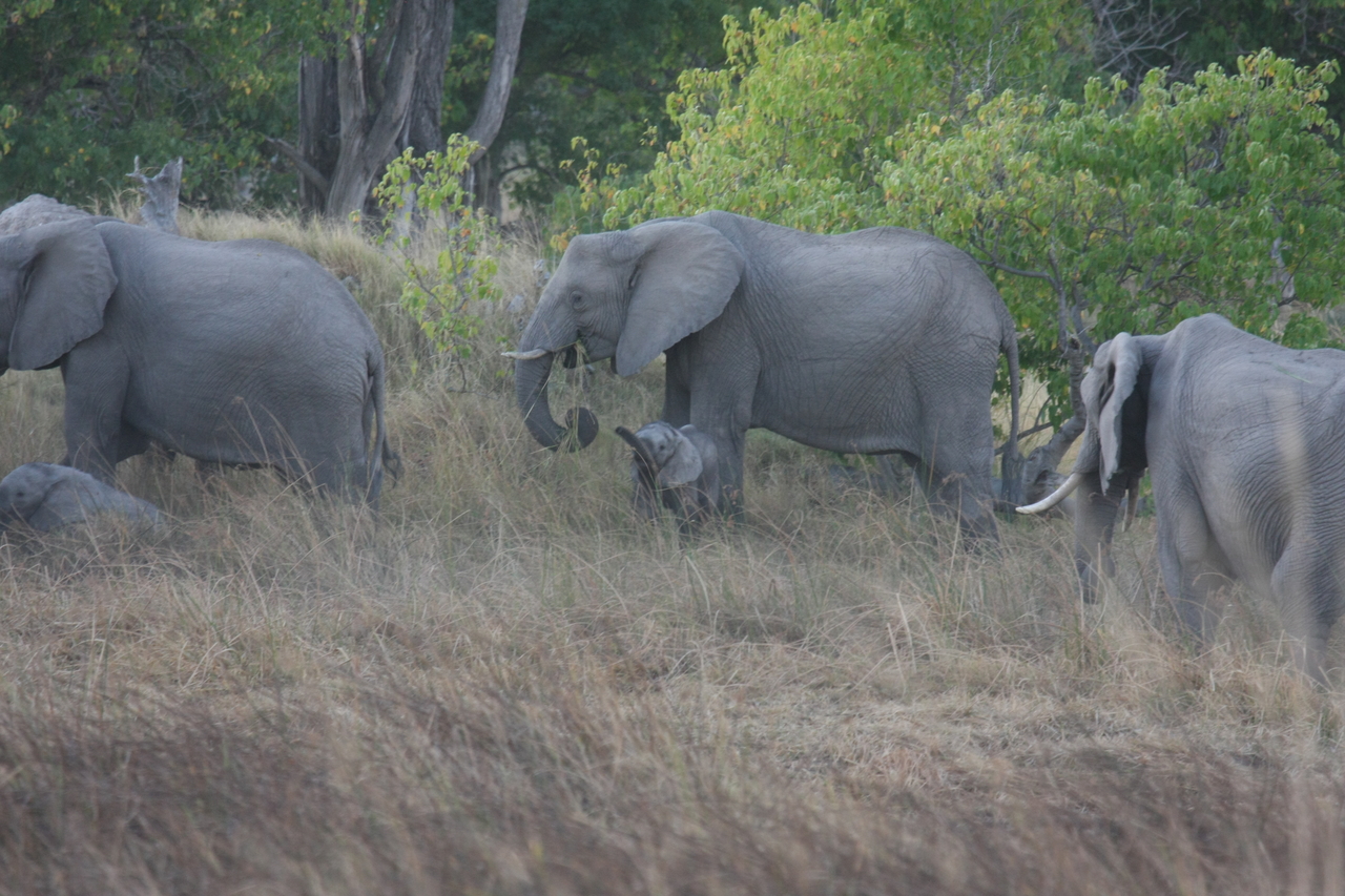 [20287] 2016_06_28_11_57_20_Africa_Canon_EOS_40D_IMG__00810.jpg