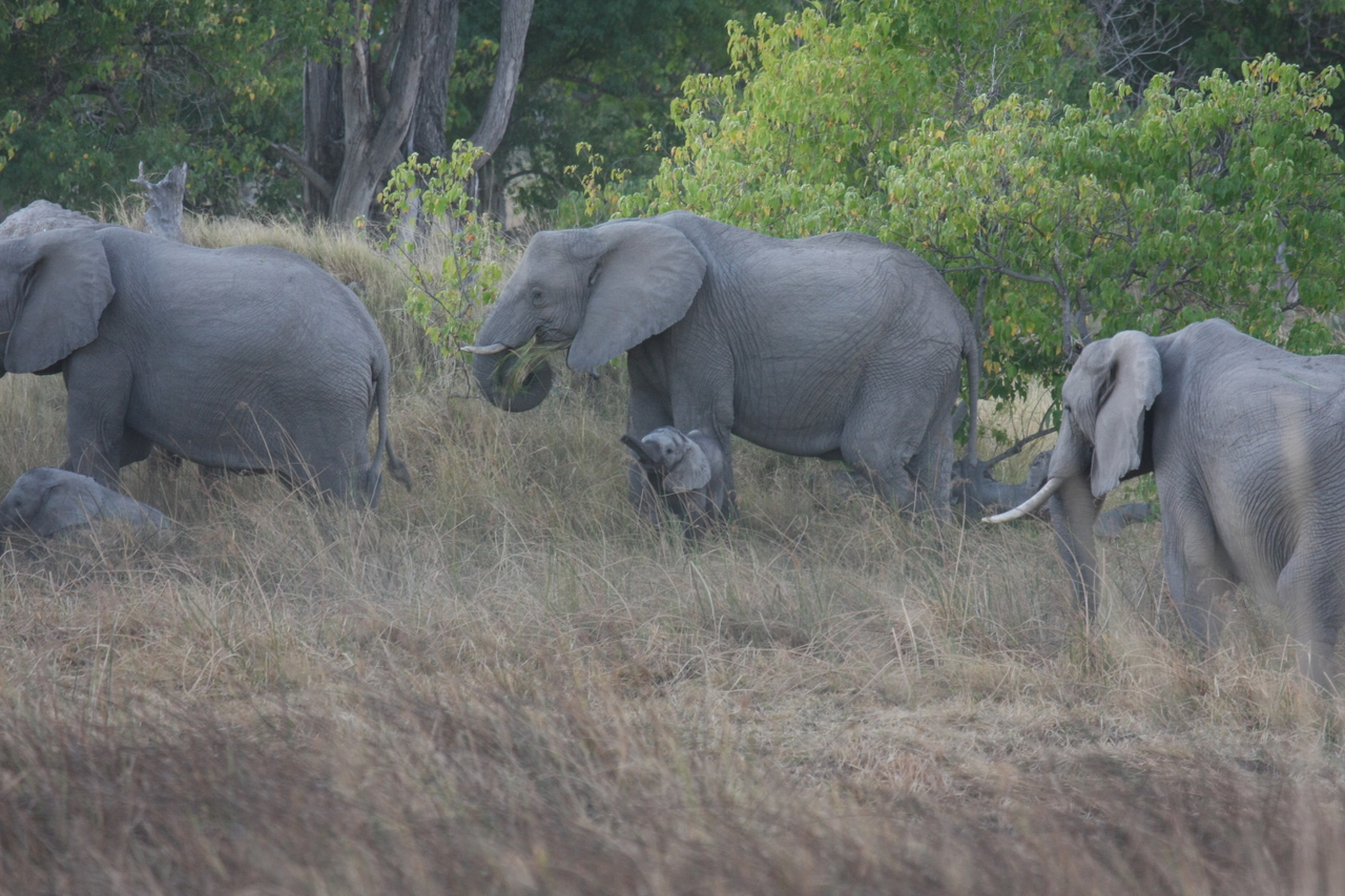 [20300] 2016_06_28_11_57_21_Africa_Canon_EOS_40D_IMG__03202.jpg