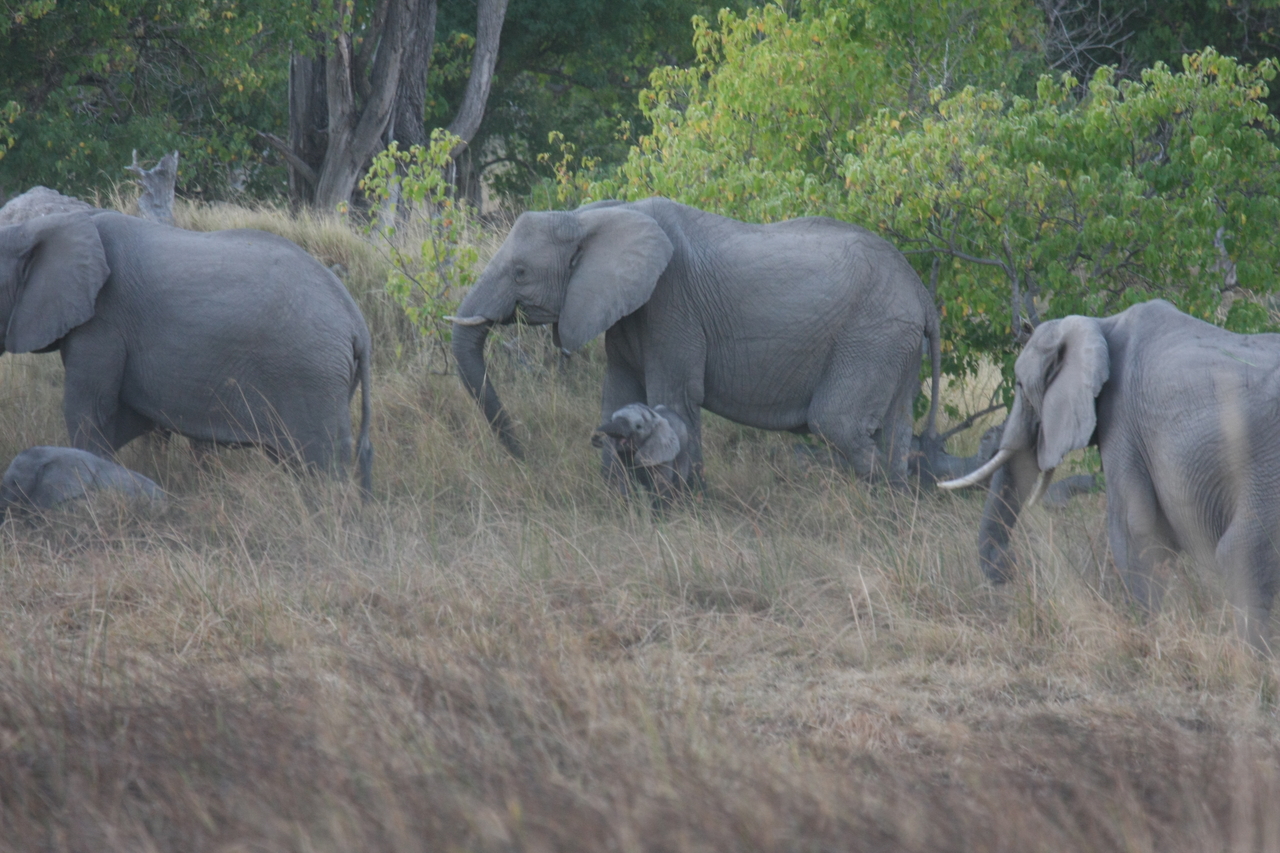 [20302] 2016_06_28_11_57_21_Africa_Canon_EOS_40D_IMG__10648.jpg