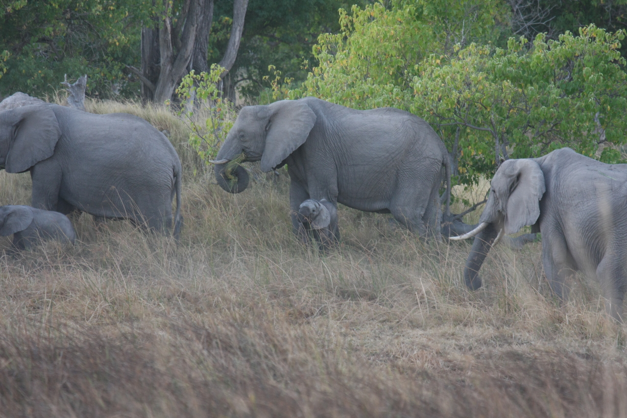 [20305] 2016_06_28_11_57_22_Africa_Canon_EOS_40D_IMG__00817.jpg