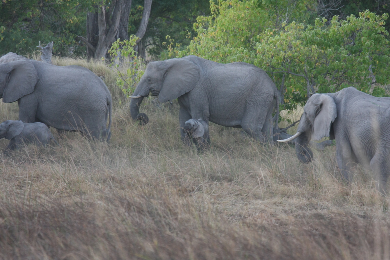 [20310] 2016_06_28_11_57_23_Africa_Canon_EOS_40D_IMG__03205.jpg