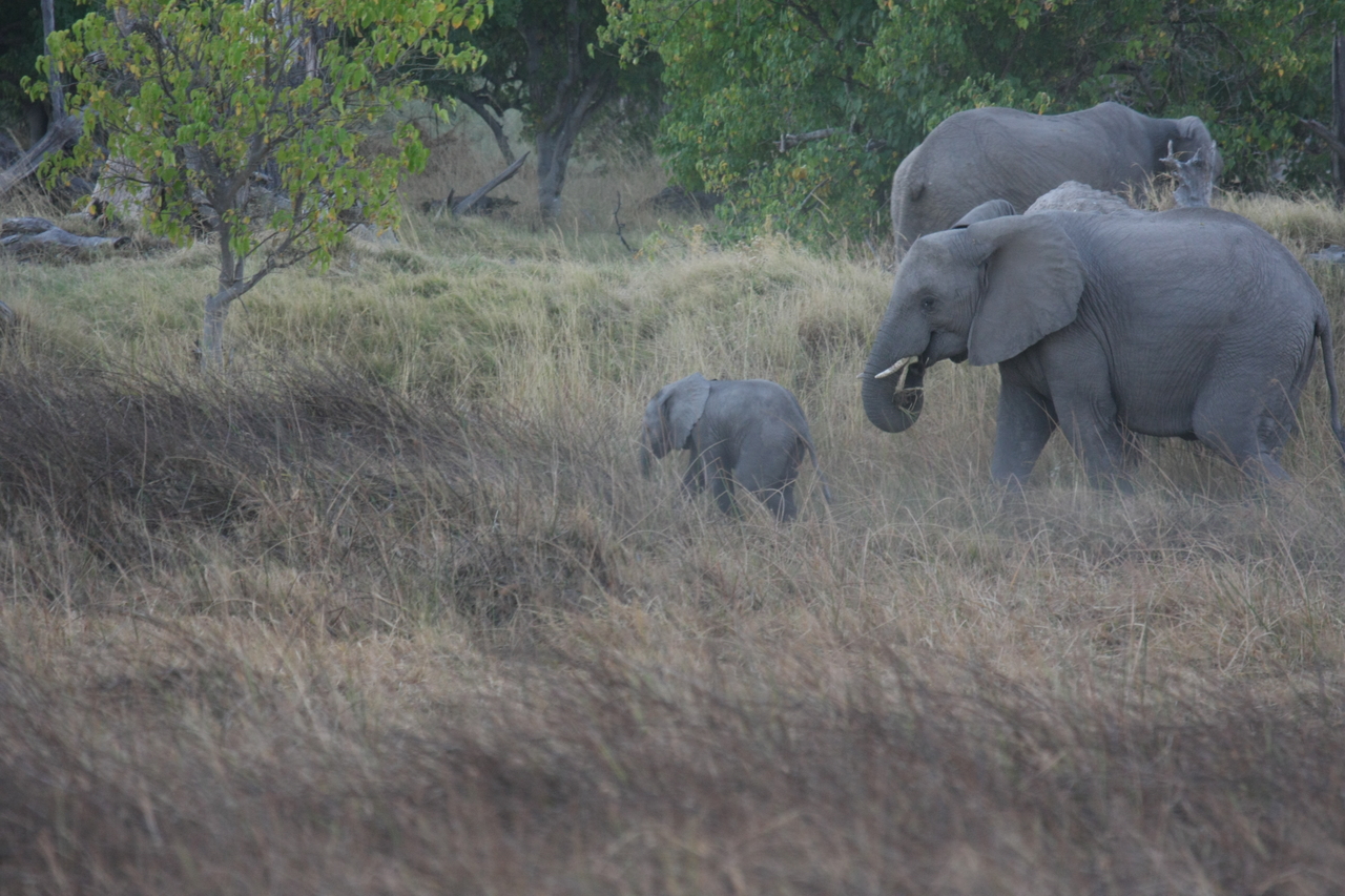[20314] 2016_06_28_11_57_34_Africa_Canon_EOS_40D_IMG__00820.jpg