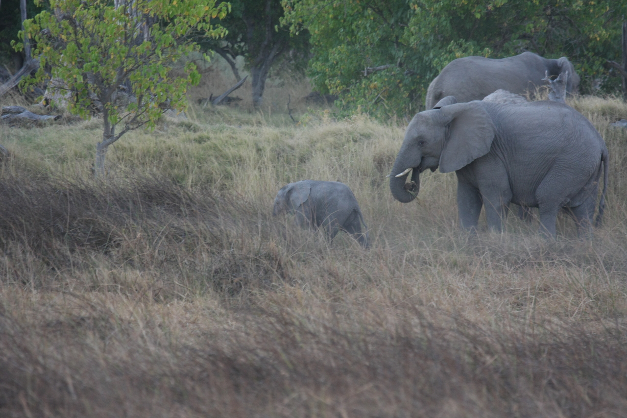 [20318] 2016_06_28_11_57_34_Africa_Canon_EOS_40D_IMG__03208.jpg