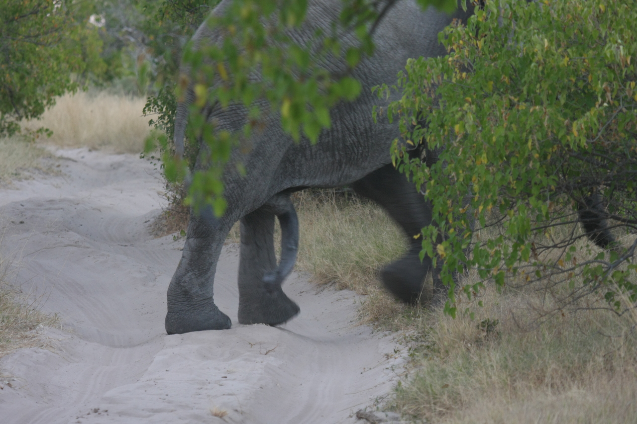 [20342] 2016_06_28_12_00_26_Africa_Canon_EOS_40D_IMG__10663.jpg