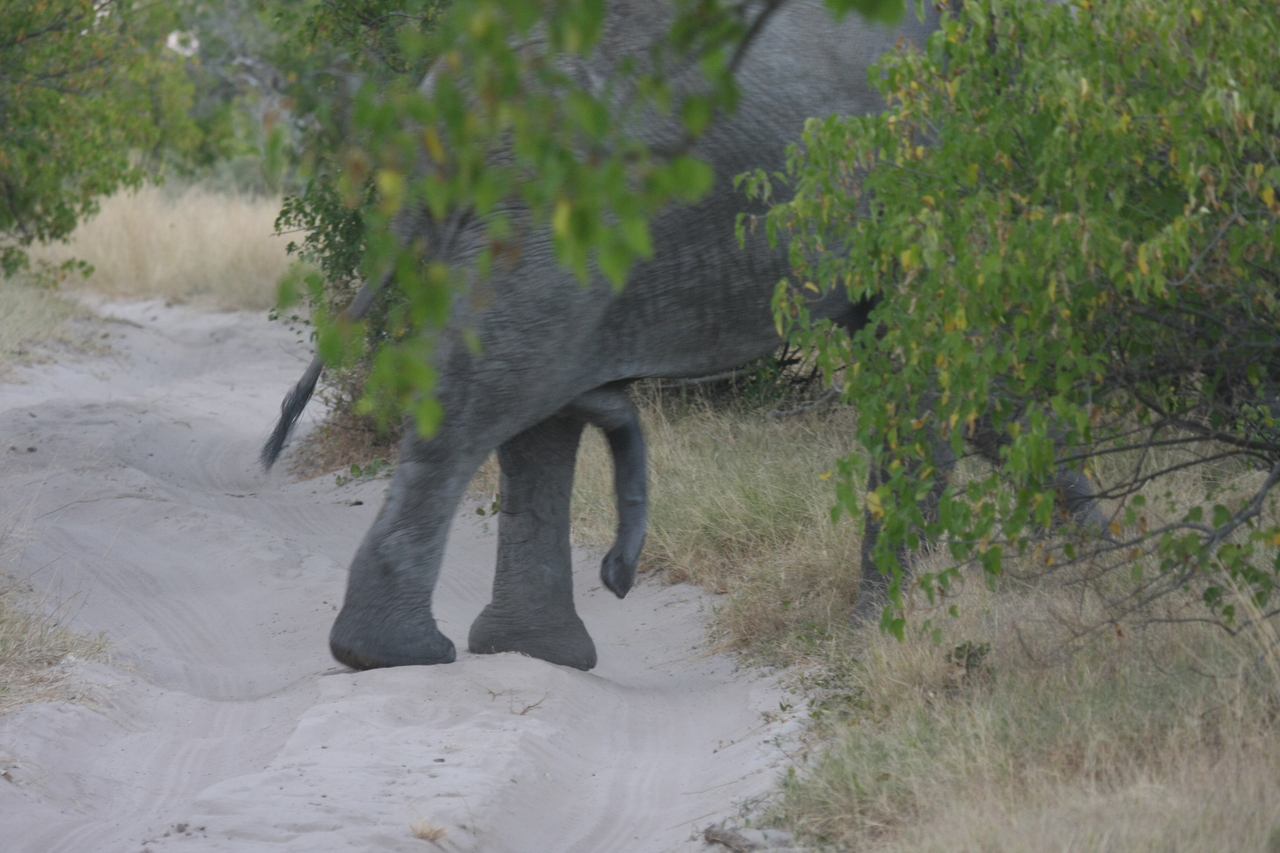 [20343] 2016_06_28_12_00_26_Africa_Canon_EOS_40D_IMG__10664.jpg