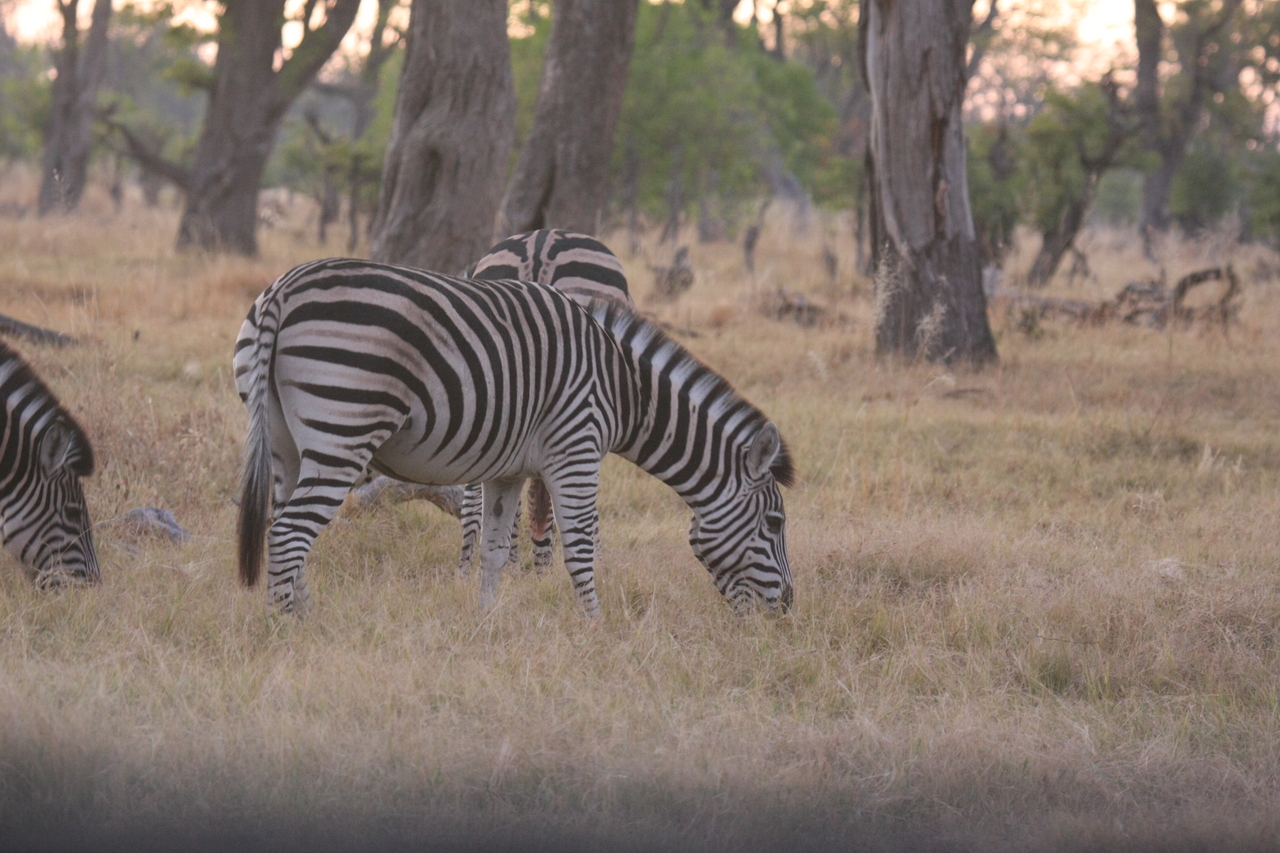 [20501] 2016_06_29_00_49_23_Africa_Canon_EOS_40D_IMG__00113.jpg