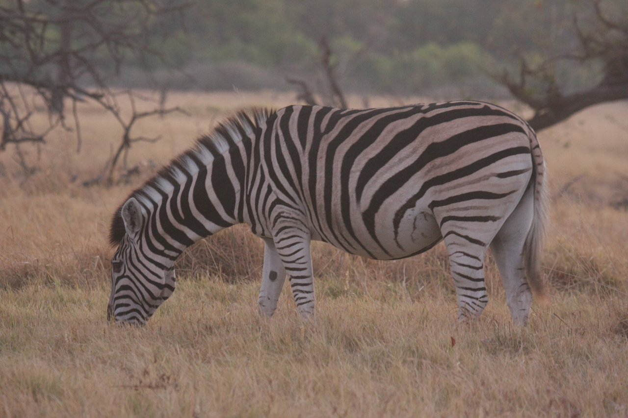 [20512] 2016_06_29_00_49_40_Africa_Canon_EOS_40D_IMG__03672.jpg