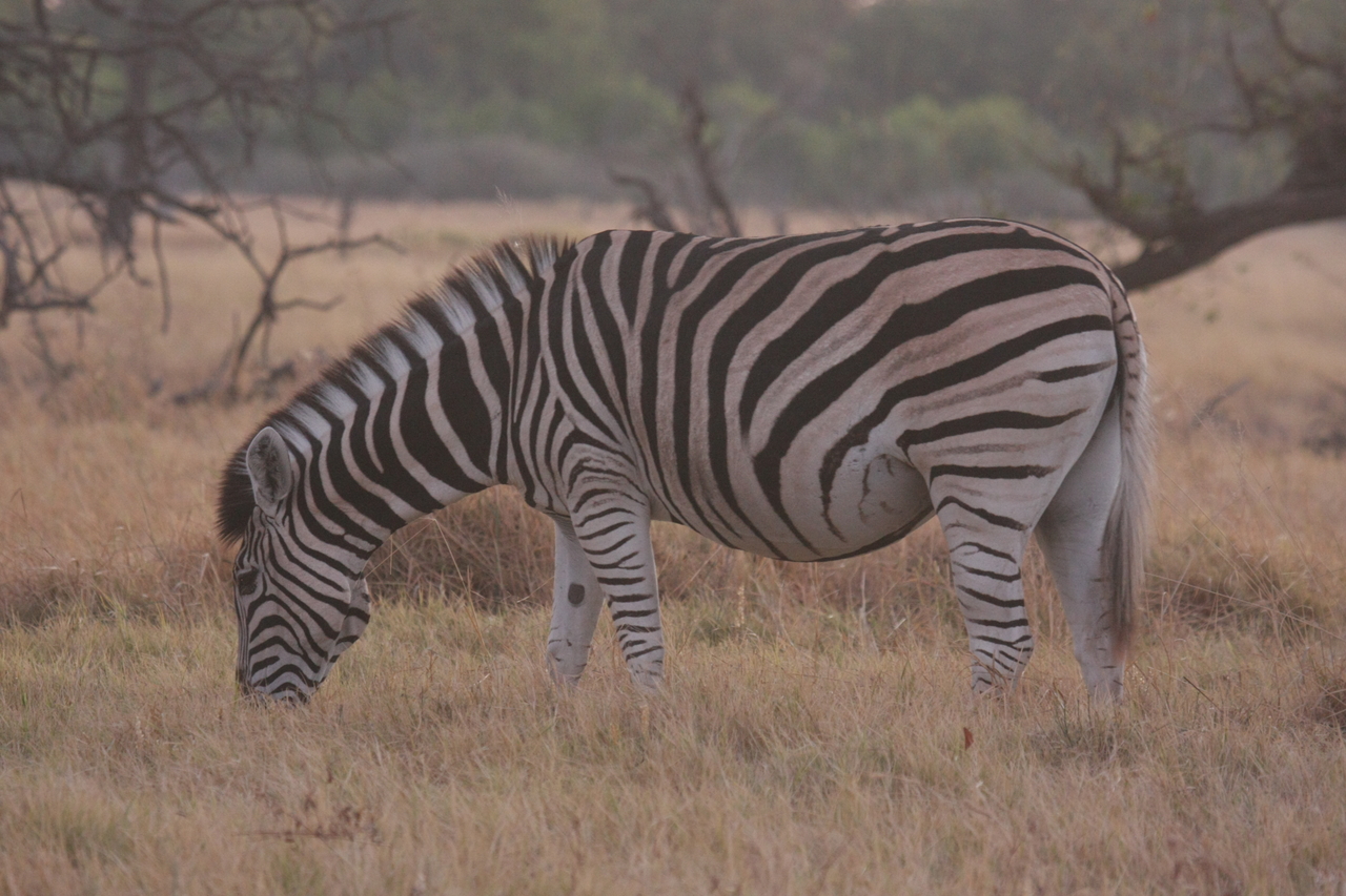 [20513] 2016_06_29_00_49_40_Africa_Canon_EOS_40D_IMG__03683.jpg