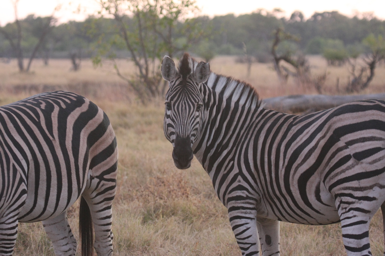 [20518] 2016_06_29_00_50_10_Africa_Canon_EOS_40D_IMG__03694.jpg