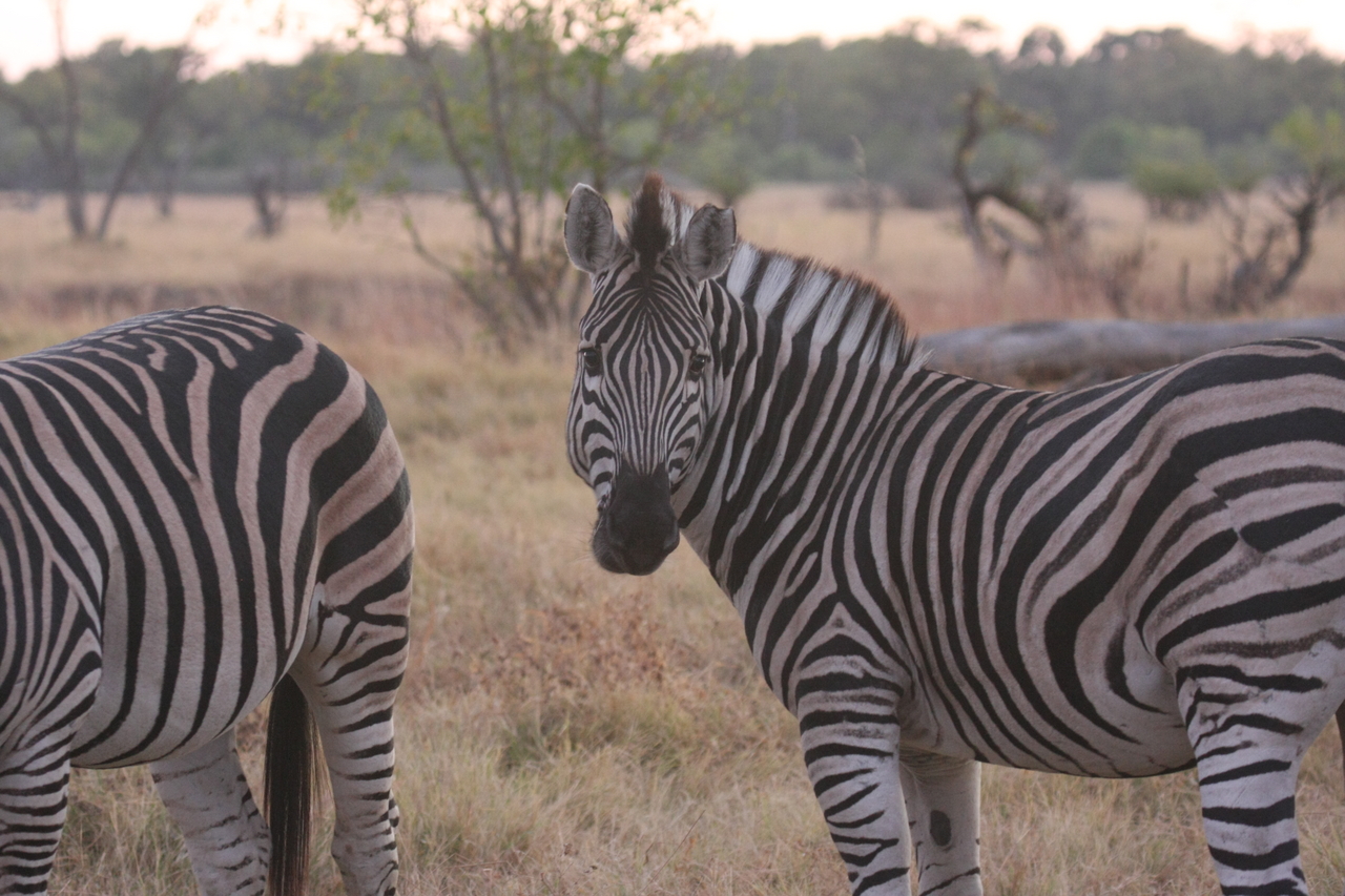 [20519] 2016_06_29_00_50_10_Africa_Canon_EOS_40D_IMG__03705.jpg