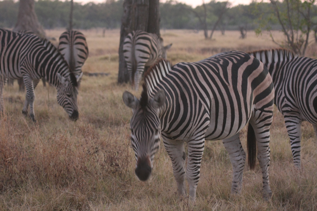 [20525] 2016_06_29_00_50_19_Africa_Canon_EOS_40D_IMG__03716.jpg